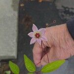 Clematis viorna Flower