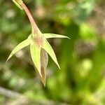 Lathyrus cicera Blüte