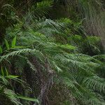 Pteris vittata Habitat