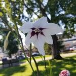 Gladiolus murielae Fleur