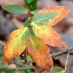 Lonicera caerulea Foglia