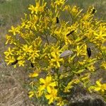 Crepis acuminata Kukka