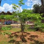 Handroanthus heptaphyllus Hábitos