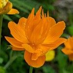 Trollius chinensis फूल