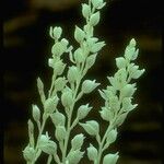 Cephalanthera austiniae Flower