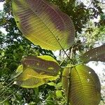 Miconia calvescens List
