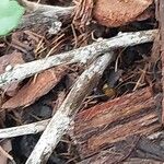 Ficus montana Bark