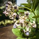 Calotropis gigantea Blüte