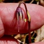 Soldanella pusilla Frugt