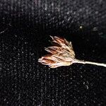 Juncus triglumis Fruit