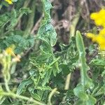 Sisymbrium austriacum Hoja