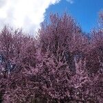 Prunus cerasifera Blomma