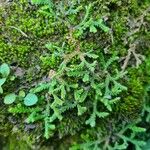 Selaginella denticulata পাতা