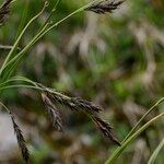 Carex frigida Mbuma