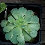 Aeonium castello-paivae Folha