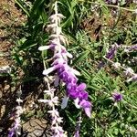 Salvia leucantha Leaf