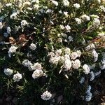 Lobularia maritima Costuma