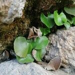 Adiantum reniforme Folio