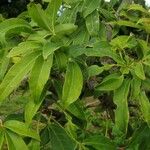 Ceiba pentandra 整株植物