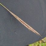 Bothriochloa ischaemum Floare