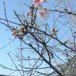 Prunus campanulata Çiçek