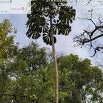 Cecropia pachystachya Leaf