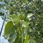 Populus deltoides Blatt