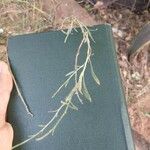Baccharis sarothroides Hoja