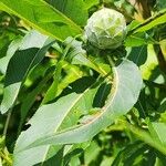 Salix eriocephala Blatt