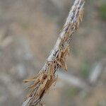 Carex riparia Květ