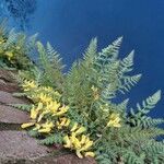 Corydalis cheilanthifolia Blomma