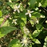 Clematis vitalbaBlodyn