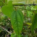 Passiflora auriculata Yaprak
