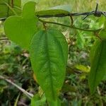 Passiflora auriculata Blad