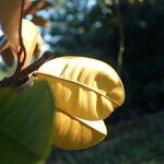 Chrysophyllum cainito Hoja