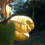 Chrysophyllum cainito Leaf