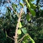 Dalbergia latifolia ഇല