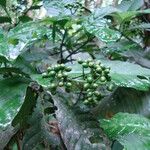 Psychotria carthagenensis Fruto
