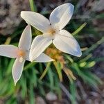 Conostomium quadrangulare Flower