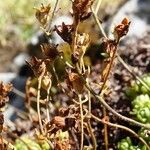 Saxifraga moschata Ffrwyth