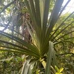 Pandanus urophyllus Yaprak