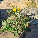 Sonchus oleraceusCelota