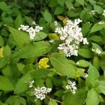 Persicaria campanulata Flower