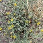 Pulicaria arabica Libunga