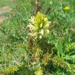 Pedicularis comosa Flor