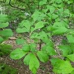 Crataegus punctata Hoja