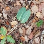 Eryngium campestreLeaf