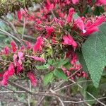 Salvia karwinskii Lorea