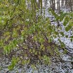 Philadelphus pubescens Habit