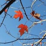 Acer × freemanii পাতা